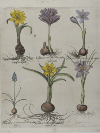 -Narcissus Autumnalis flore luteo; Hyacinthus Autumnalis; Crocum biglorum; Colchicum album strys (und) versicolor.... Herbstnarzisse