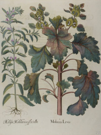 -Molucca Levis (und) Melissa Moldavica flore albo. Muschelblume und Türkischer Drachenkopf oder Moldawische Melisse. 2 Pflanzendarstellungen auf einem Blatt.