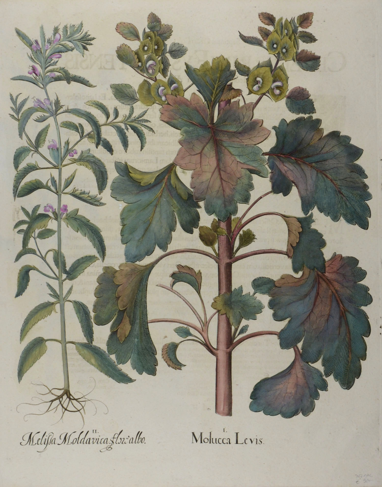 -Molucca Levis (und) Melissa Moldavica flore albo. Muschelblume und Türkischer Drachenkopf oder Moldawische Melisse. 2 Pflanzendarstellungen auf einem Blatt.