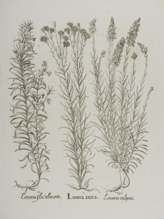 -Linaria aurea