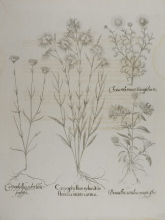 -Caryophyllus sylvestris flore laciniato und prolifer