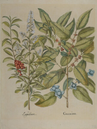 -Guaiacana (und) Ligustrum. Dattelpflaume und Liguster. 2 Pflanzendarstellungen auf einem Blatt.