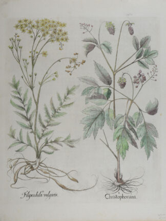 -Christophoriana (und) Filipendula vulgaris. Ähriges Christophskraut und Steinbrech. 2 Pflanzendarstellungen auf einem Blatt.