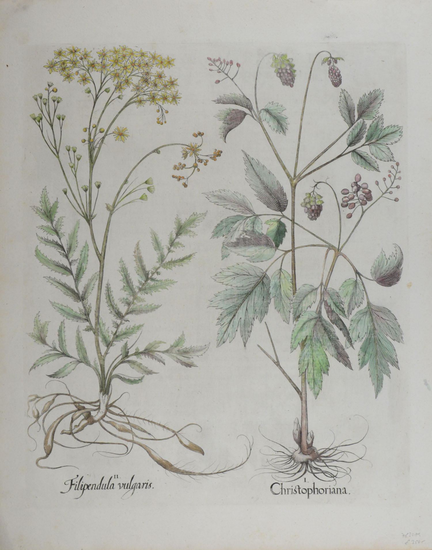 -Christophoriana (und) Filipendula vulgaris. Ähriges Christophskraut und Steinbrech. 2 Pflanzendarstellungen auf einem Blatt.