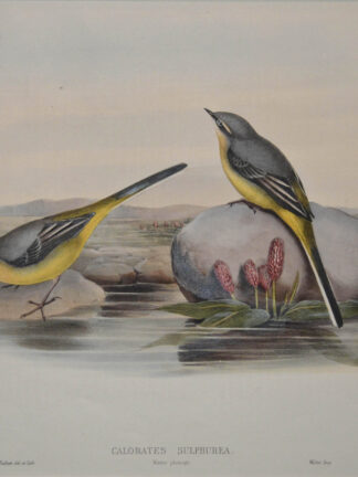 -BERGSTELZE. Calobates Sulphurea