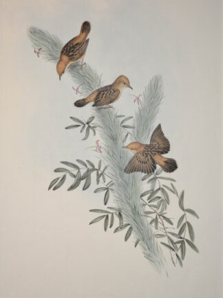 -GOLDKOPF-ZISTENSÄNGER. Cysticola Ruficeps.