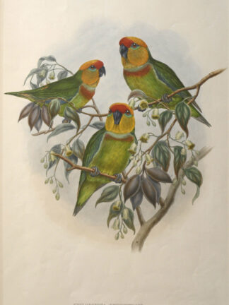 -ZWERGPAPAGEI. Cyclopsitta Occidentalis. (Western Perroquet).