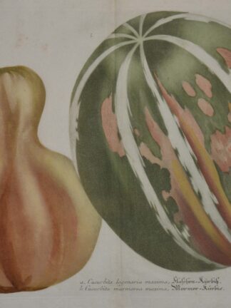 -KÜRBIS. Darstellung von 2 Kürbissen auf einem Blatt.