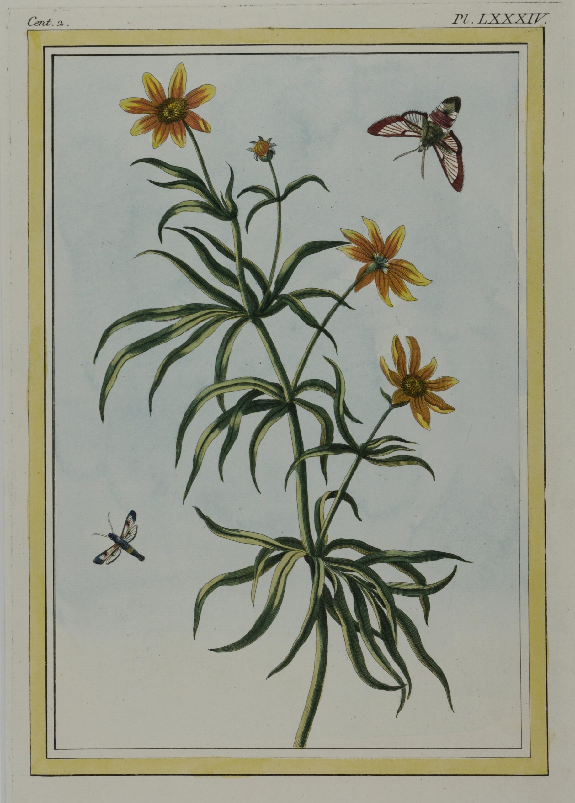 -Helianthus salicifolius: Darstellung einer Pflanze mit Blüten und Falter.