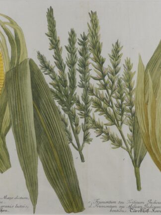 -MAIS. Türkisch Waitzen. Türkisch Korn. Darstellung mit verschiedenen Maissorten.