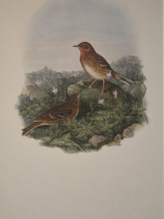 -ROTKEHLPIEPER. Anthus Cervinus (Red-Throated Pipit).