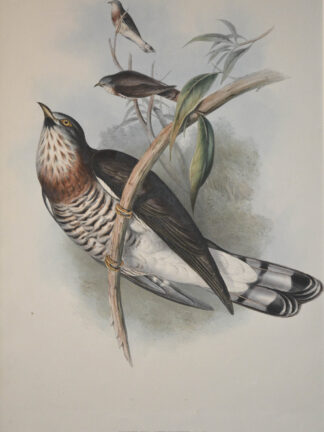 -SPERBERKUCKUCK. Cuculus Strenuus. (Large hawk Cuckoo)