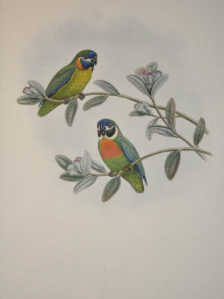 -ORANGEBRUST-ZWERGPAPAGEI. Cyclopsitta Suavissima. (Orange-breasted Fig Parrot).