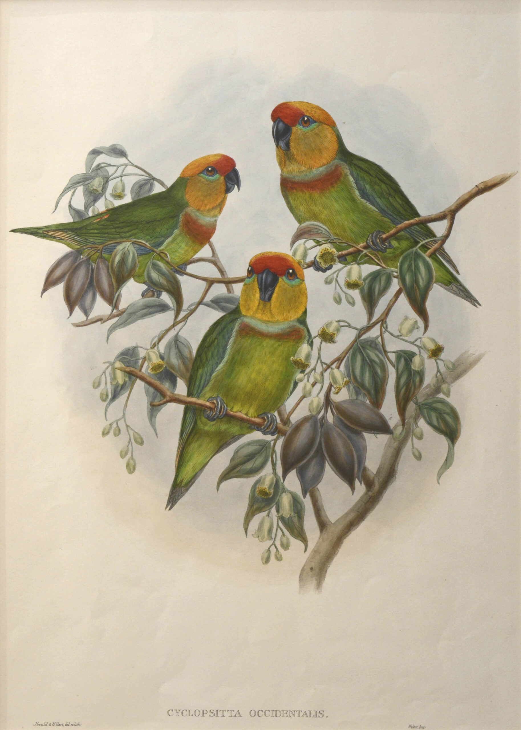 -ZWERGPAPAGEI. Cyclopsitta Occidentalis. (Western Perroquet).