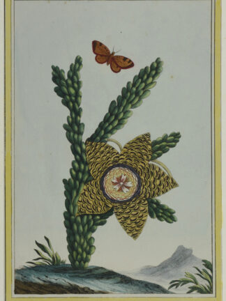 -Stapelia gigantea (Familie Seidenblumengewächse). Darstellung einer Pflanze mit großer Blüte und Schmetterling.