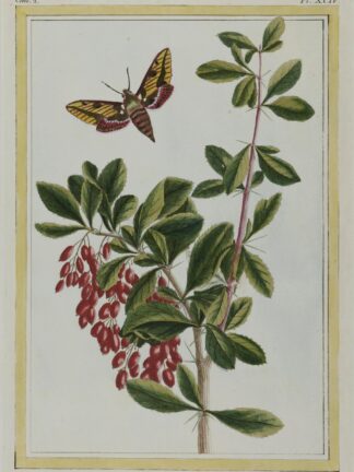 -Berberis. Darstellung einer Pflanze mit Früchten und Falter.