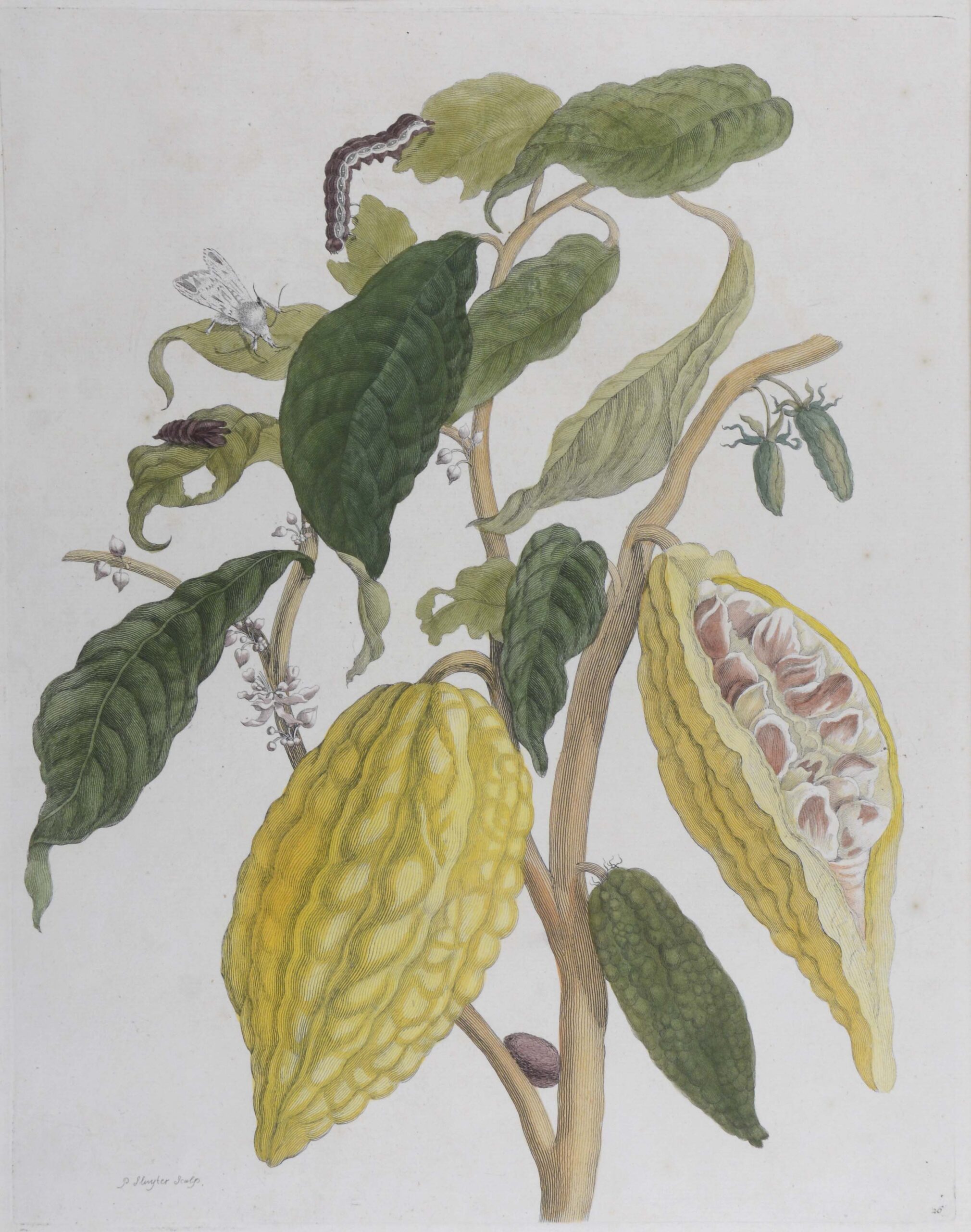 Maria Sibylla. -Kakao. Darstellung einer Kakaopflanze mit drei Früchten