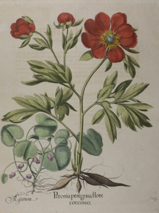 -Paeonia peregrina flore coccineo... Asarum. Pfingstrose und Haselwurtz - 2 Pflanzendarstellungen auf einem Blatt.