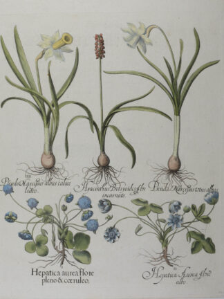 -Hepatica Aurea... Pseudo Narcissus... Hyacinthus ... Leberblümchen