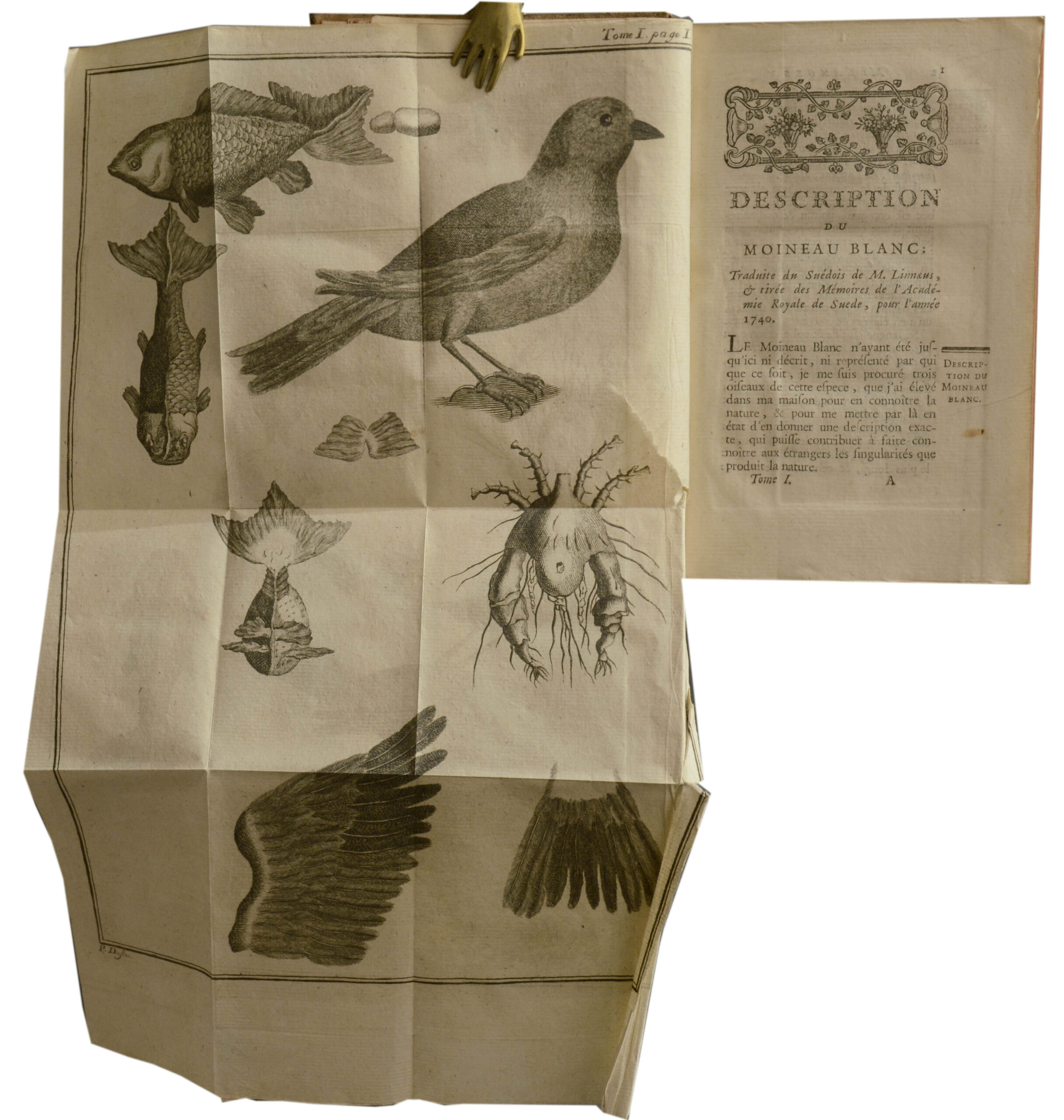 Alleon. -Mélanges d'Histoire Naturelle.