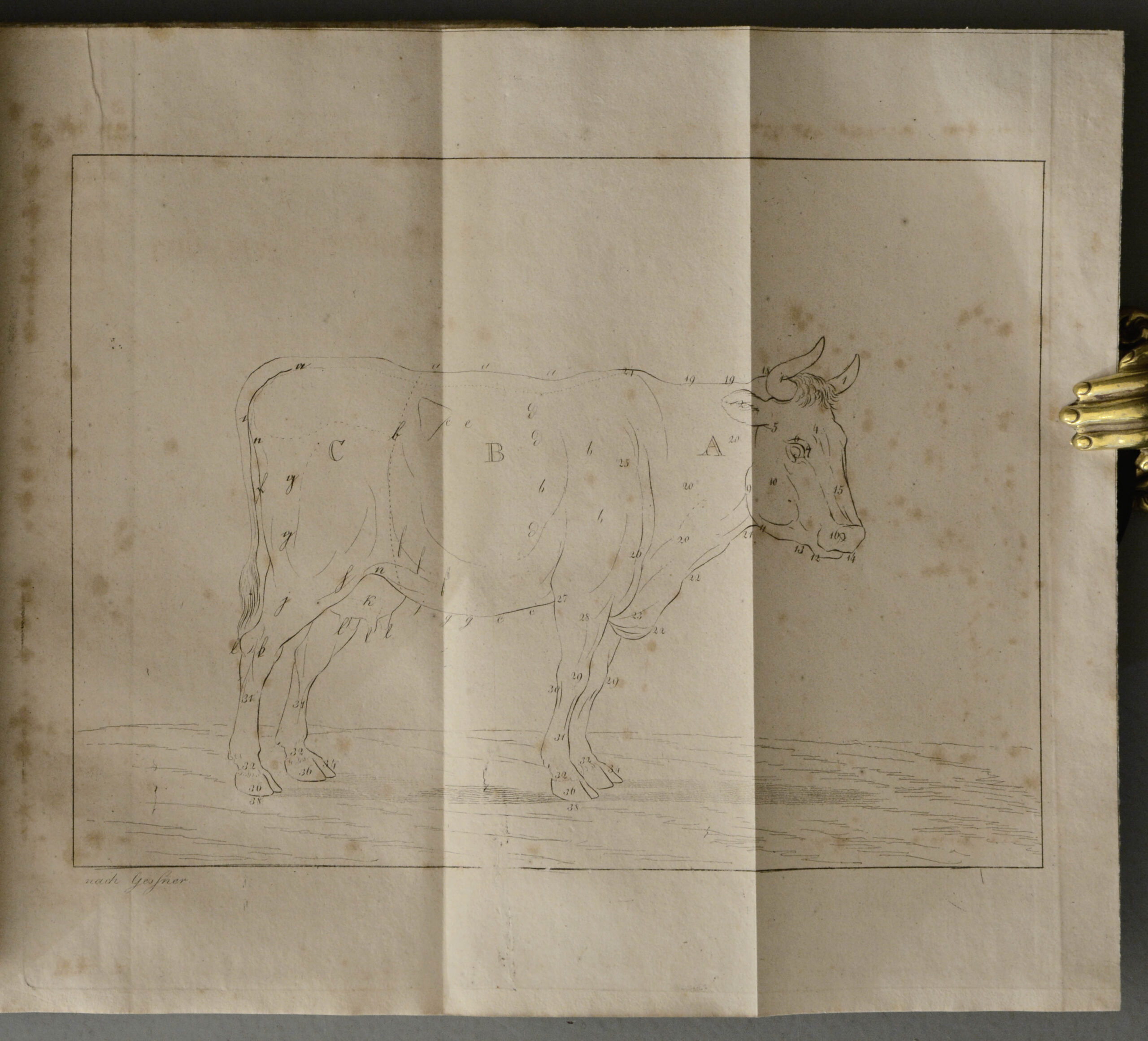 Joseph Anton. -Gemeinnütziger Unterricht über Kenntniß der Pferde und des Rindviehes