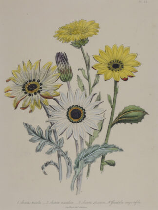 -Arctotis tricolor - Arctotis maculata - Arctotis speciosa (und) Grindelia angustifolia. Mehrere Blütenpflanzen auf einem Blatt.