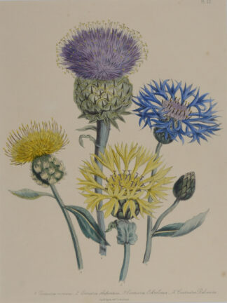 -Centaurea montana - Centaurea shapontica - Centaurea ochroleuca - Centaurea balsamita. Mehrere Blütenpflanzen auf einem Blatt.