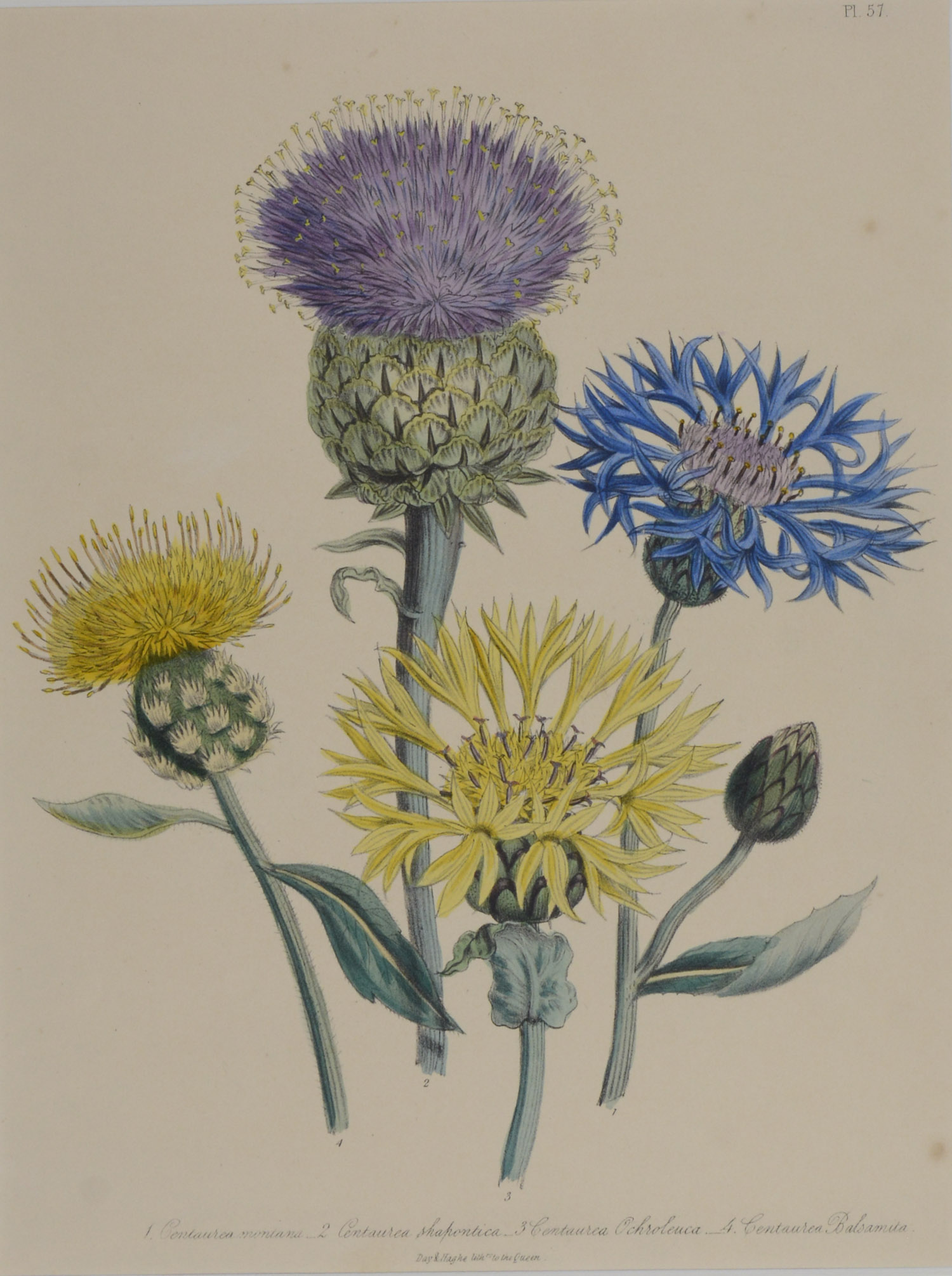 -Centaurea montana - Centaurea shapontica - Centaurea ochroleuca - Centaurea balsamita. Mehrere Blütenpflanzen auf einem Blatt.