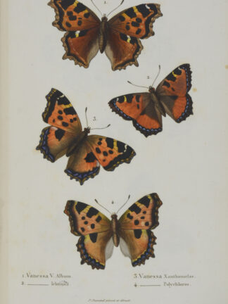 BOISDUVAL